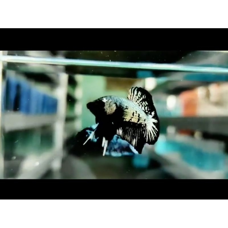 hiasan aquarium patung cupang plakat black samurai