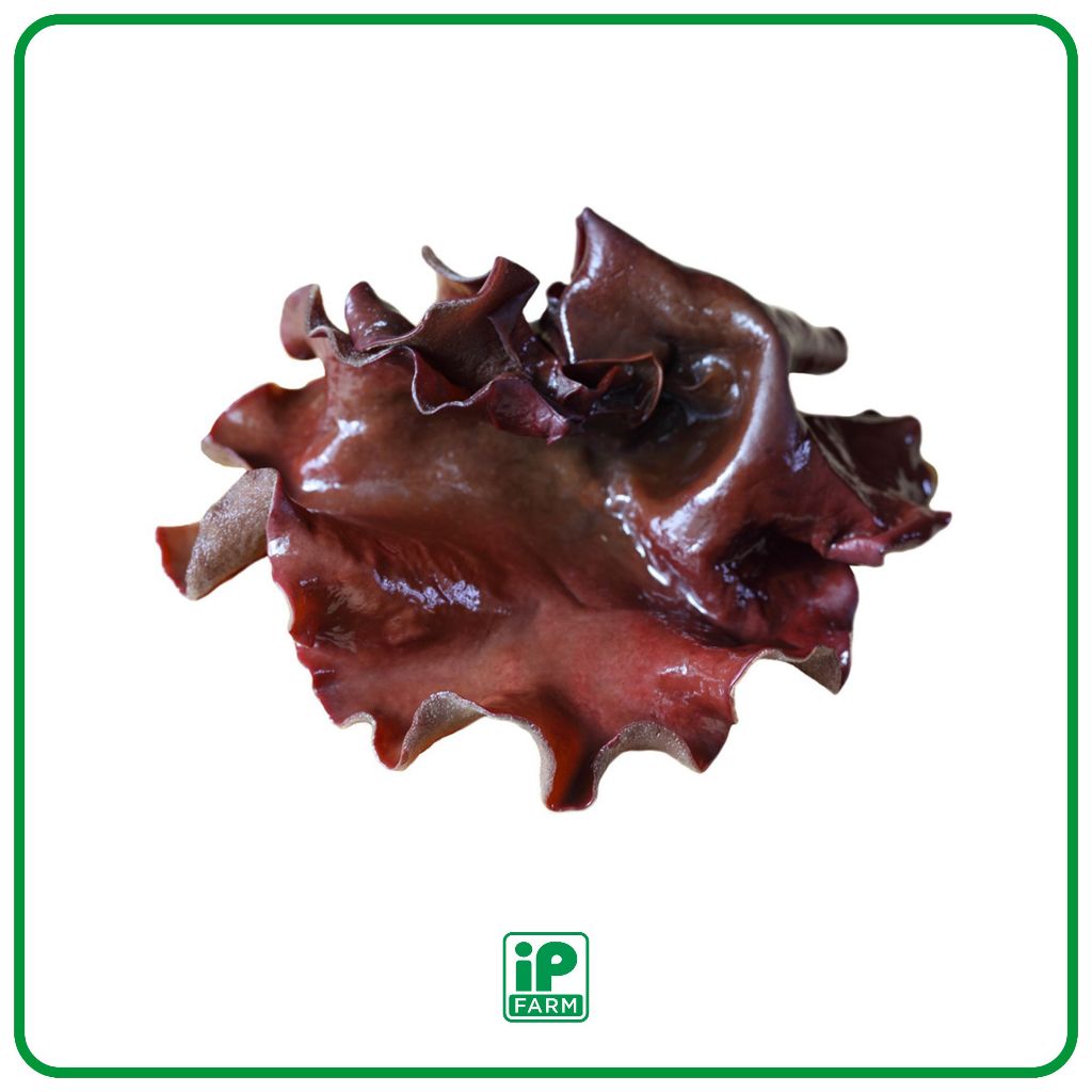 

Fresh Wood Ear Mushroom | Jamur Kuping Segar - 1 Pack 100gr