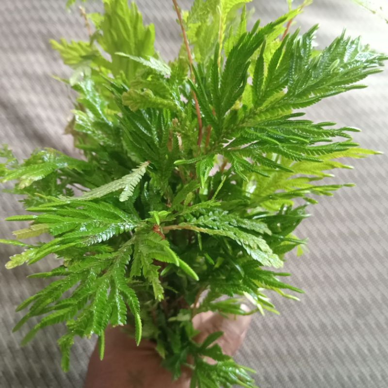 

Jual daun cakar ayam segar organik 1 kg