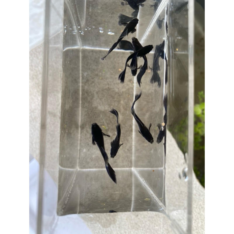 Hiasan aquarium guppy bleck moscow, 2 ekor / 1 pasang guppy bleck,guppy black,guppy satupasang ,gupp