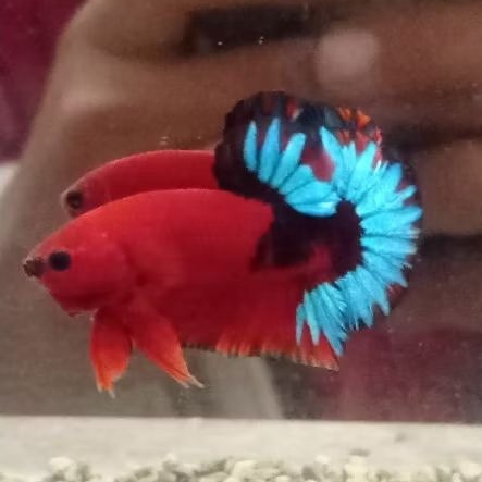 Hellboy bold top grade