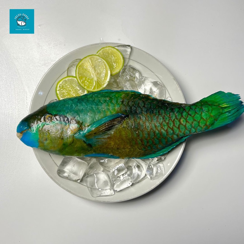 

Ikan Kakatua Premium / Ikan Bayan DIJAMIN SEGAR dan BERKUALITAS by FreshGoods Jakarta Barat