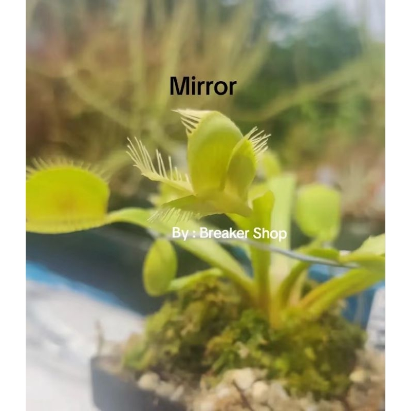 VFT Venus Fly Trap Mirror