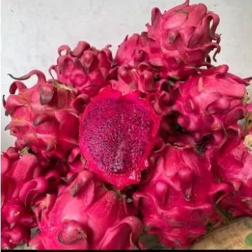 

Buah Naga manis dan segar 1 kg