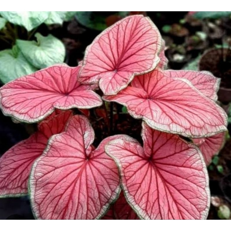 caladium red jaguar