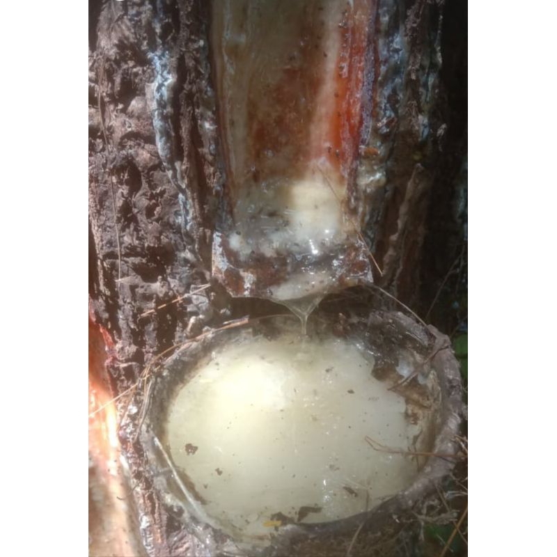 getah pinus 500gram dan 1000gram resin mentah, lebah trigona