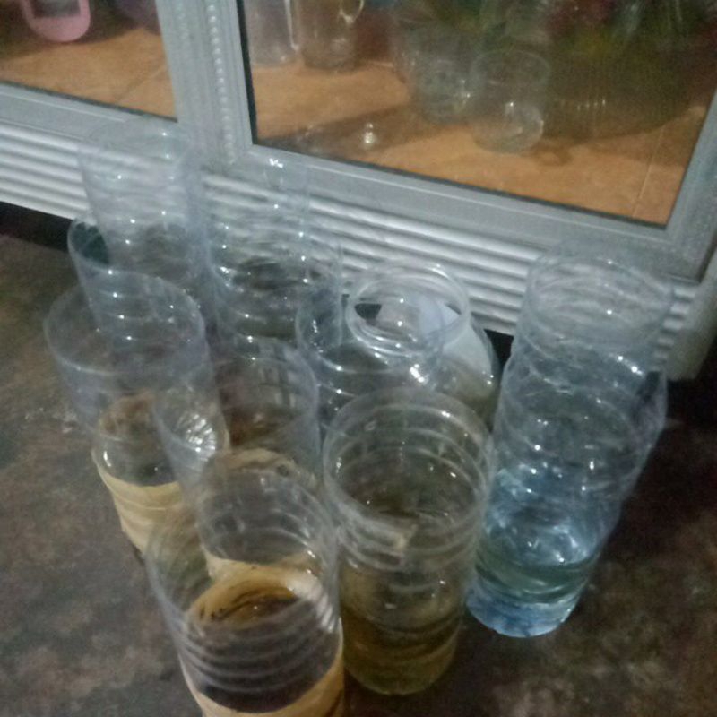 botol live ikan cupang