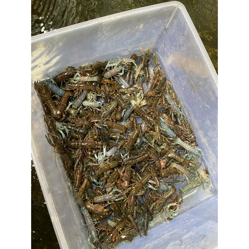 Bibit Lobster AirTawar