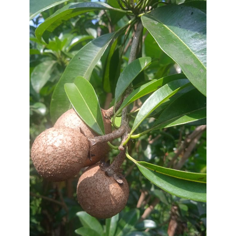 

buah sawo muda paket 1 kg