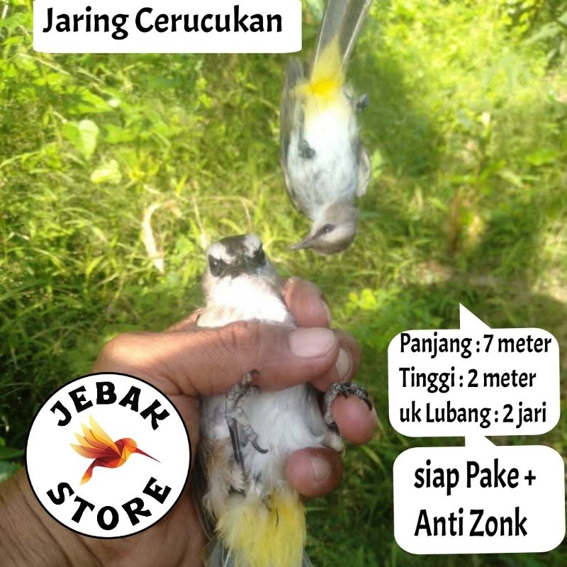 JARING BURUNG TRUCUKAN JARING BURUNG CUCAK JARING BURUNG TRUCUK JARING BURUNG TROCOK JARING TROTOK J