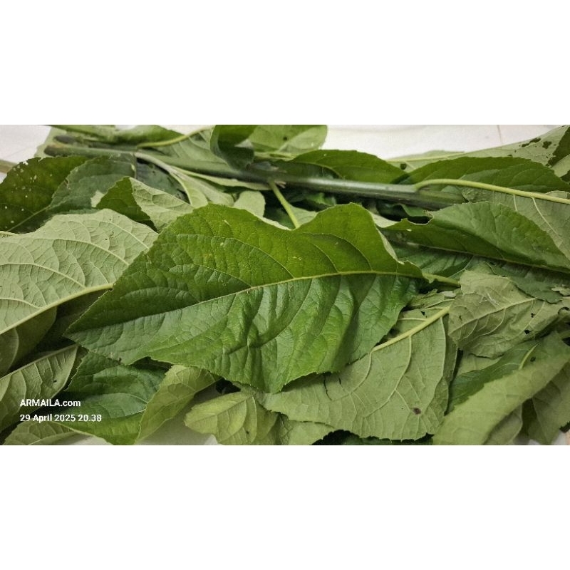

Daun Sambung Nyawa Daun Sambung Nyawo Segar Dan Kering Obat Herbal 500 Gram