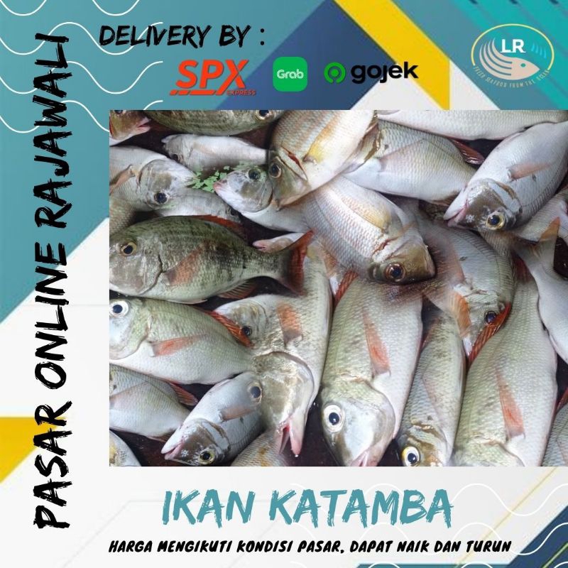 

Ikan katamba