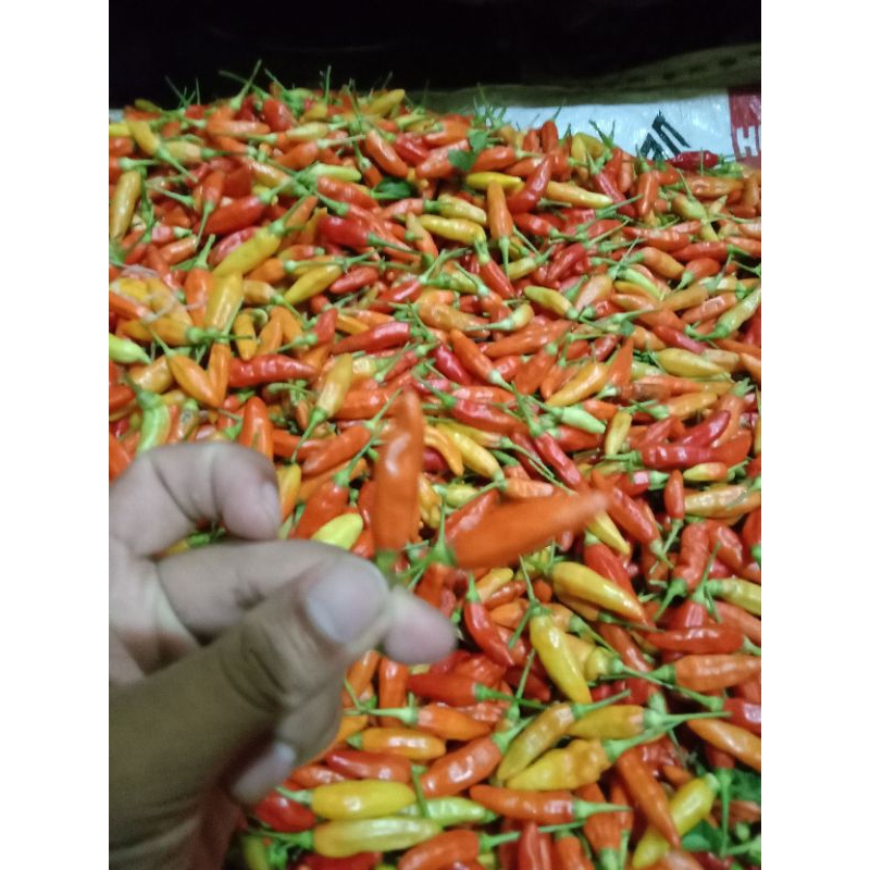 

cabe rawit ori