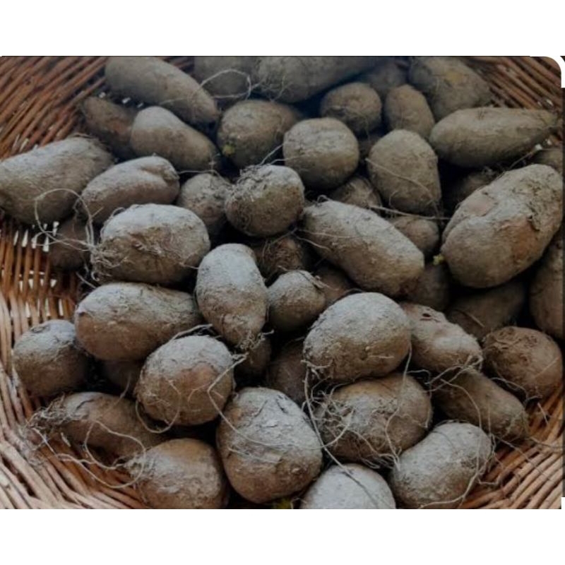 KENTANG HITAM BULU HITAM/KENTANG BULU/KENTANG KLICI KENTANG 1KG/ KENTANG SABRANG/KENTANG KESEHTAN/AP