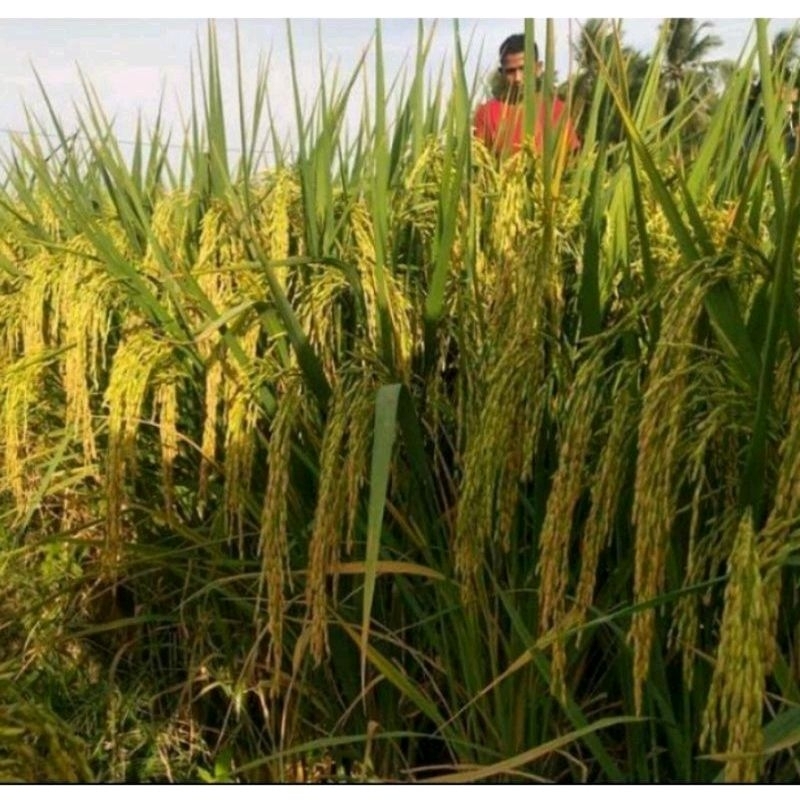 BENIH PADI MR 297 KEMASAN 1KG