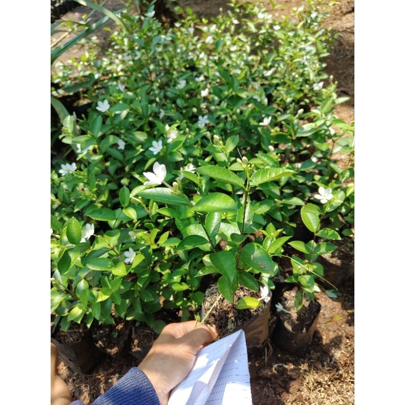 Promo COD tanaman hias bunga melati yasmin - bunga melati yasmin - bibit melati yasmin - bibit bunga