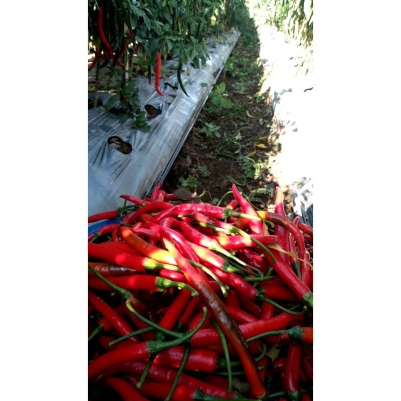 

cabe merah besar segar, fresh dari petani langsung