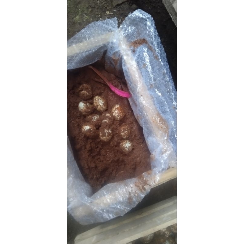 

Telor Asin Lojajar Bondowoso