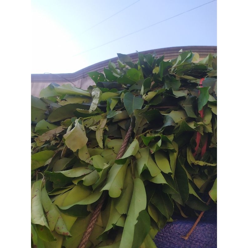 

daun salam fresh