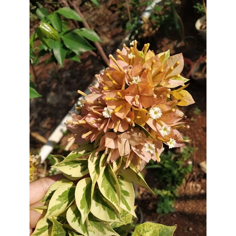 entres bugenvill singapur kuning daun varigat