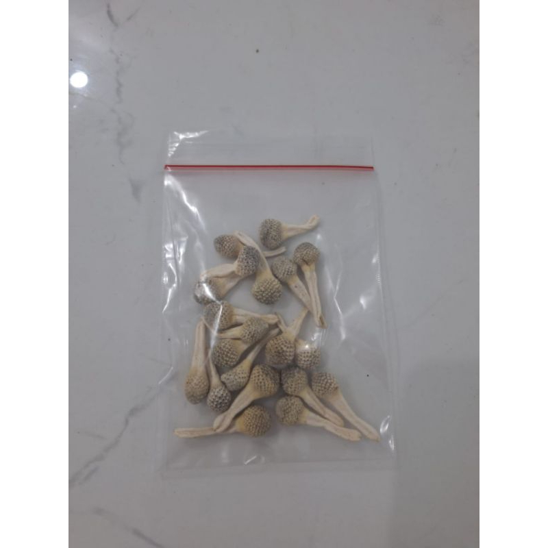 HARGA PROMO JAMU MPOT AYAM PUTIH /ALBINO JAMU EMPOT MADURA ISI 10