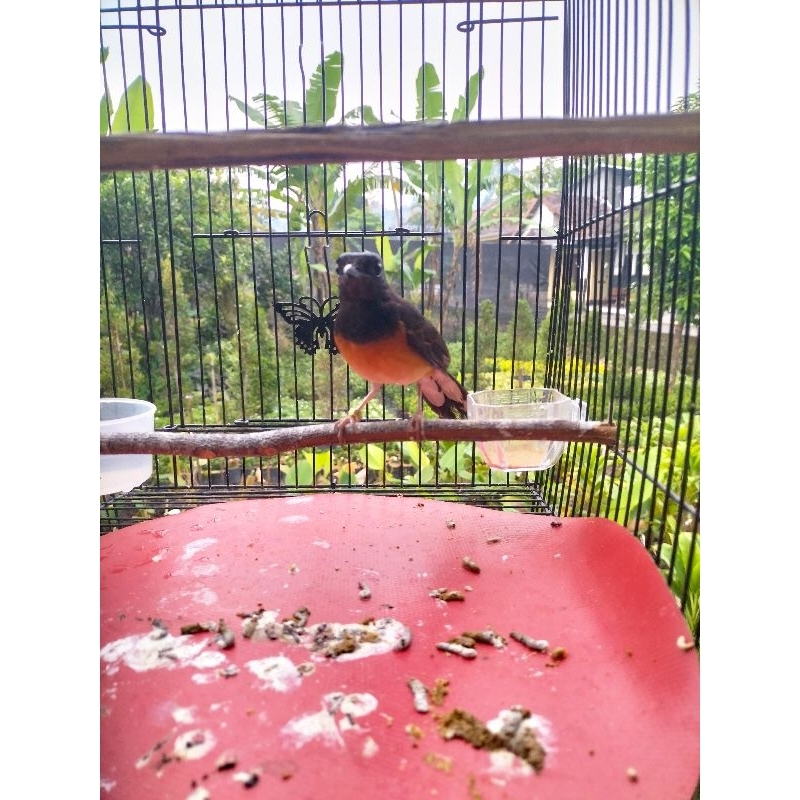 burung murai betina