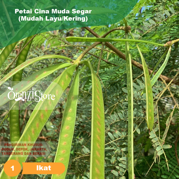 

Petai Cina Muda LamtoroPer 1 Ikat Isi 50 Pcs