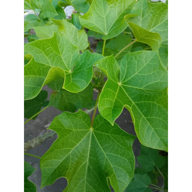 

DAUNJARAKSEGARBEBASPESTISIDA