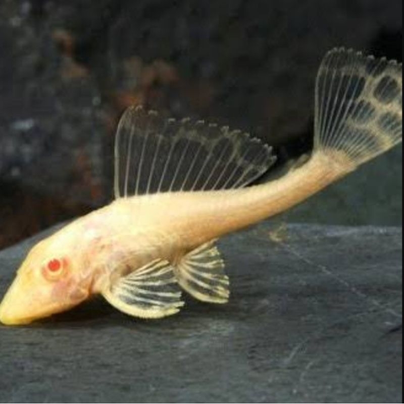 ikan sapu-sapu albino / ikan hias sapu2 albinio / ikan hias sapu sapu albino