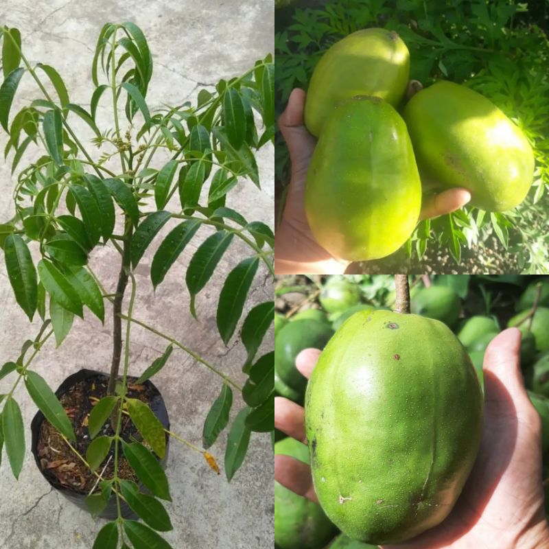 Bibit Kedondong Jumbo + Pupuk Sortiran Super