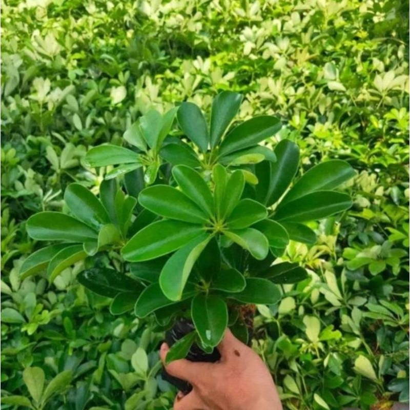 Bibit Tanaman Wali Songo Hijau / Tanaman Hias Wali Songo