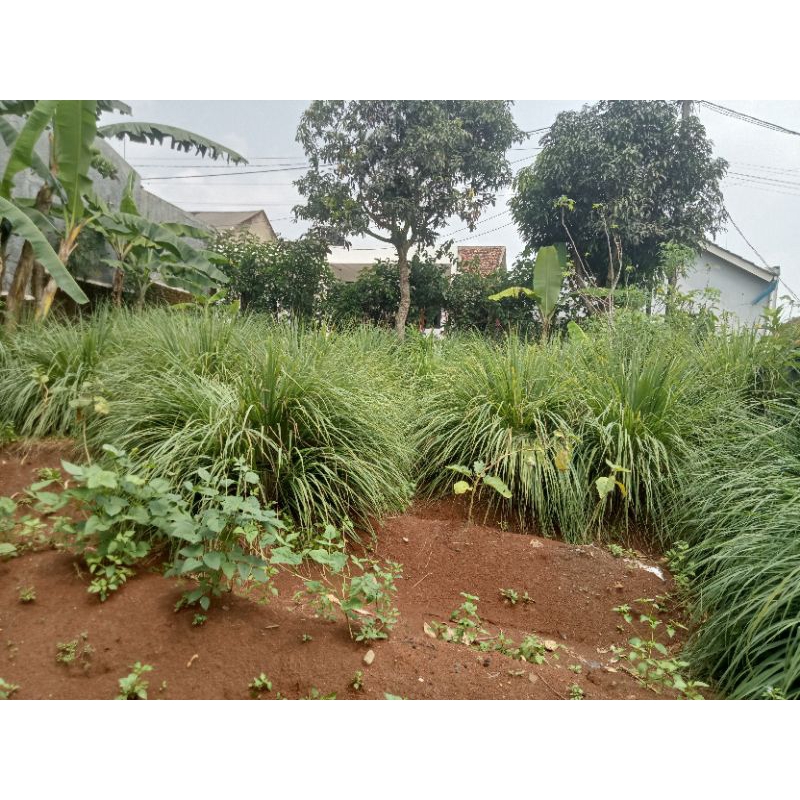 

sereh/serai