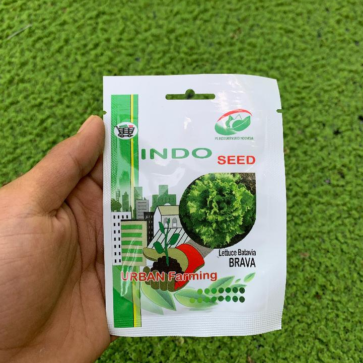 Benih Bebit Selada Batavia Brava / Brava 1 gram indo seed