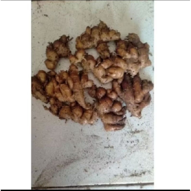 

Kencur untuk bumbu seblak unggul 100 gram