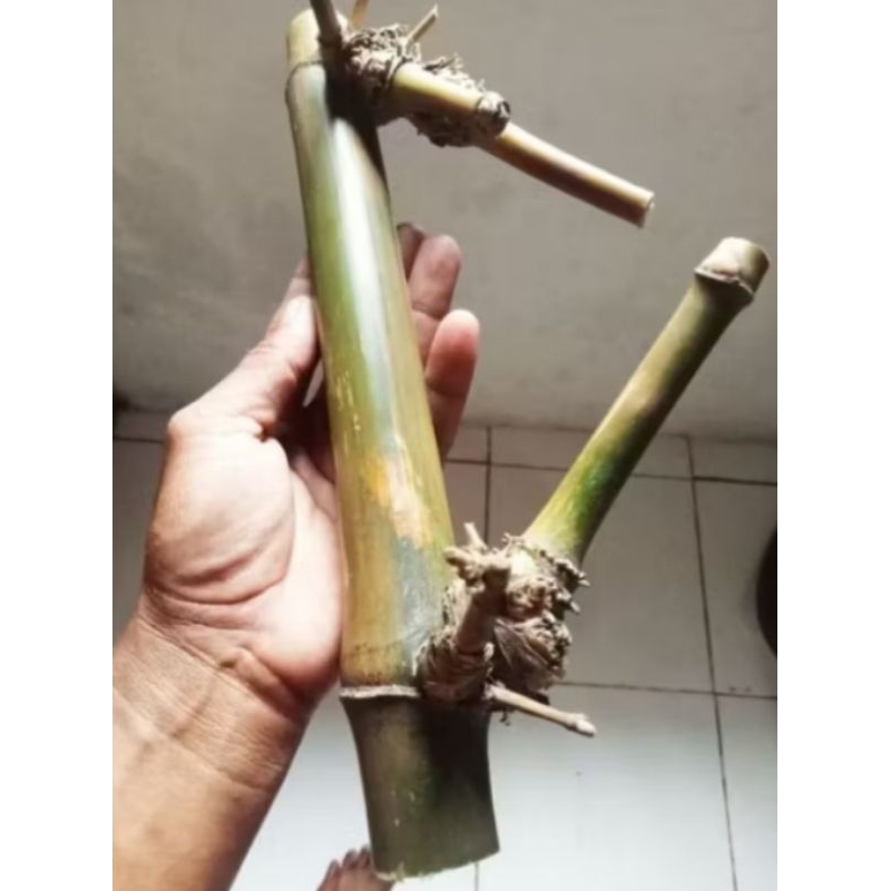 bambu petuk asli temuan 30-40cm