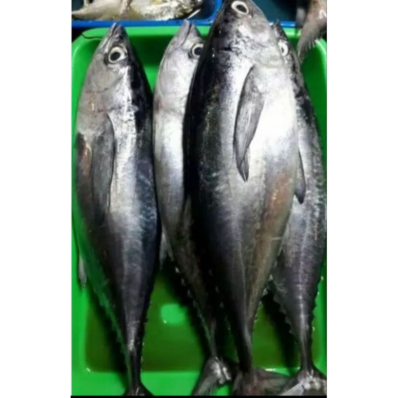 

Tongkol abu seger d jual / 500gr ya kak