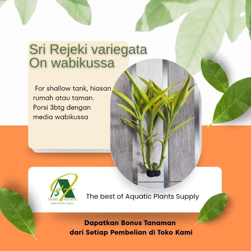 Hiasan Aquarium / Bambu air / bambu hoki / Shallow tank