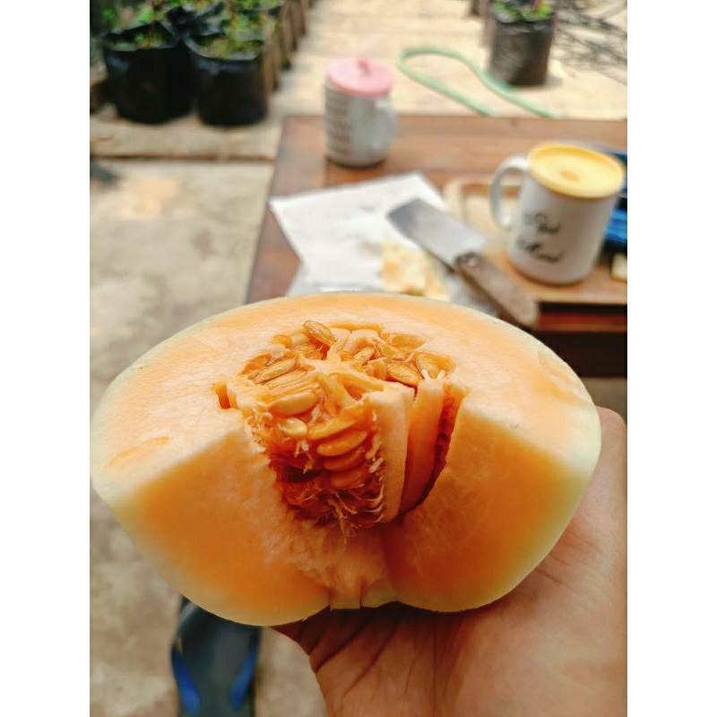 

MELON KIRANI PREMIUM / MELON SEGAR & MANIS
