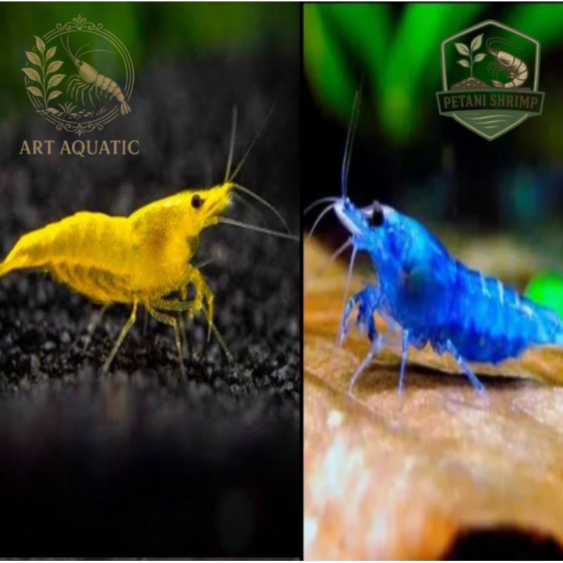 Hiasan AQUARIUM Udang hias yellow fire dan Blue Diamond isi 50 ekor