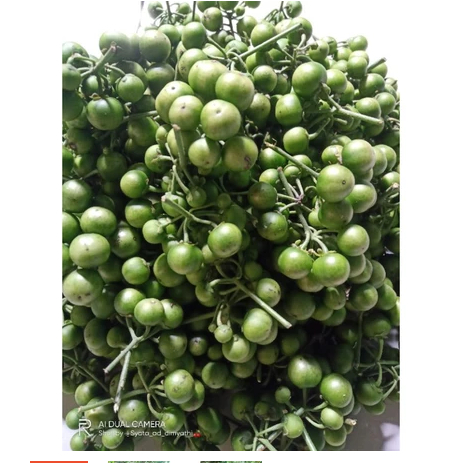 

leunca segar 1kg