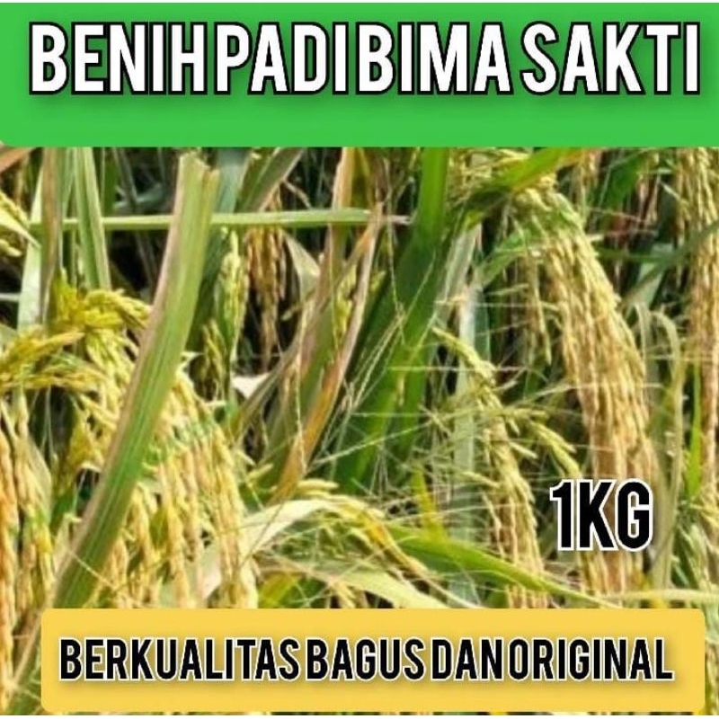 BIBIT BENIH PADI BIMA SAKTI KEMASAN 1KILO