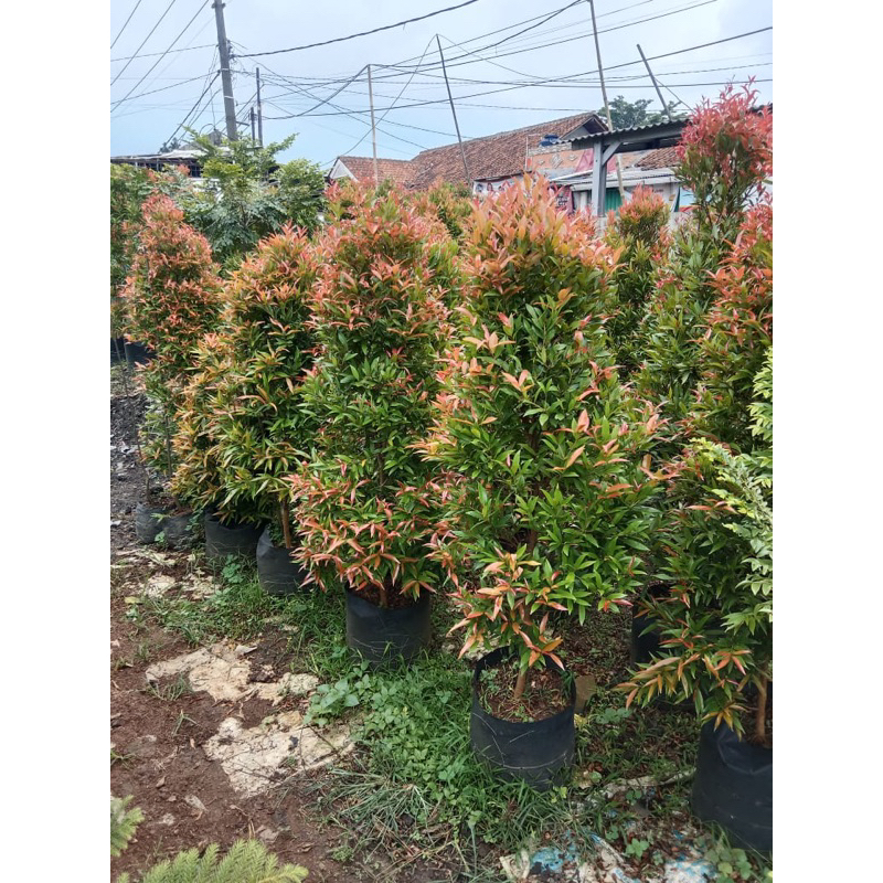 Pucuk merah 1,5 meter