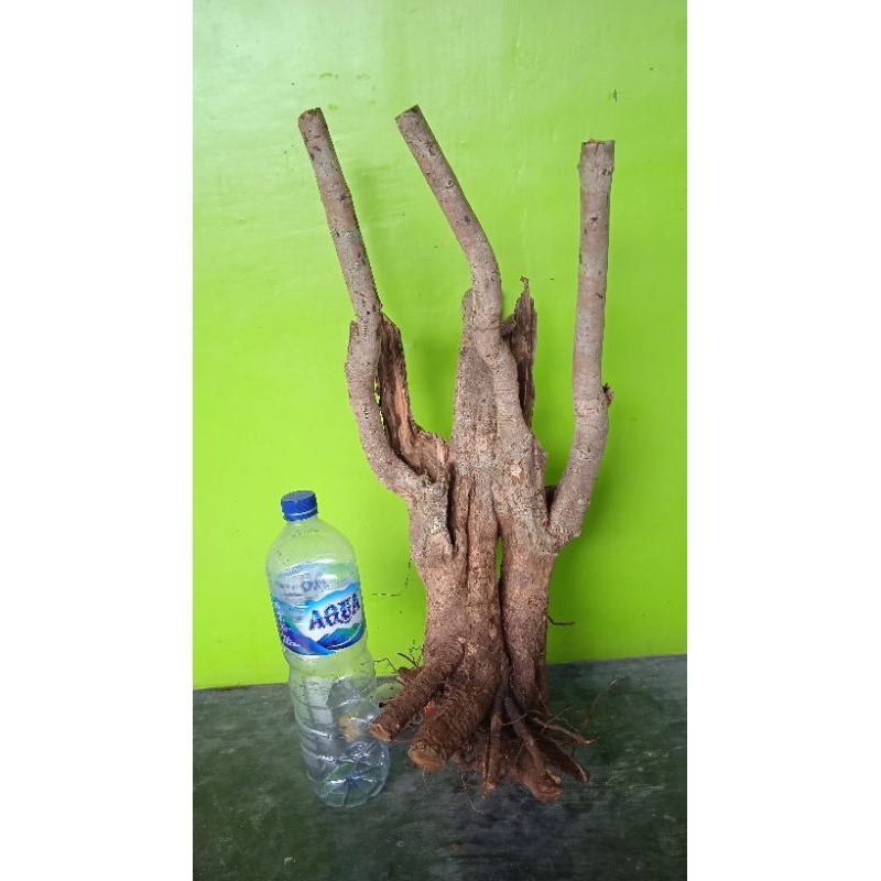 Bahan bonsai dongkelan landepan