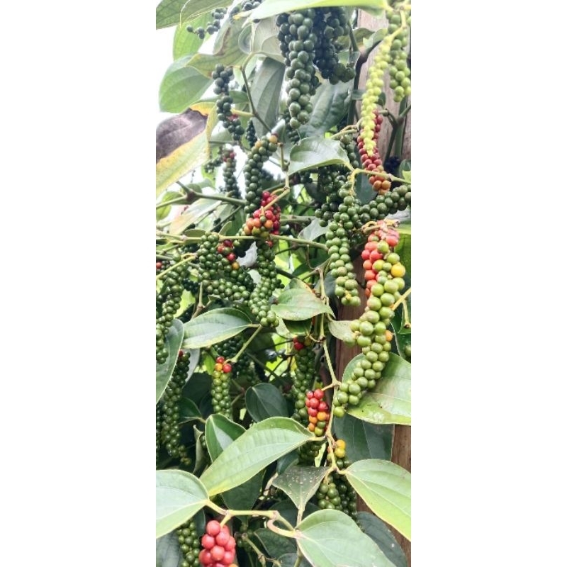 

LADA LOKAL SUPER SAMBUNG MELADA