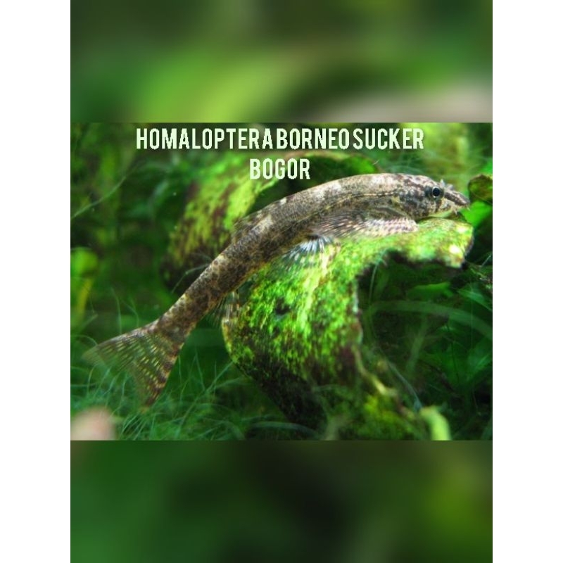 Homaloptera borneo sucker bogor - ikan pembersih aquarium - ikan hias aquarium
