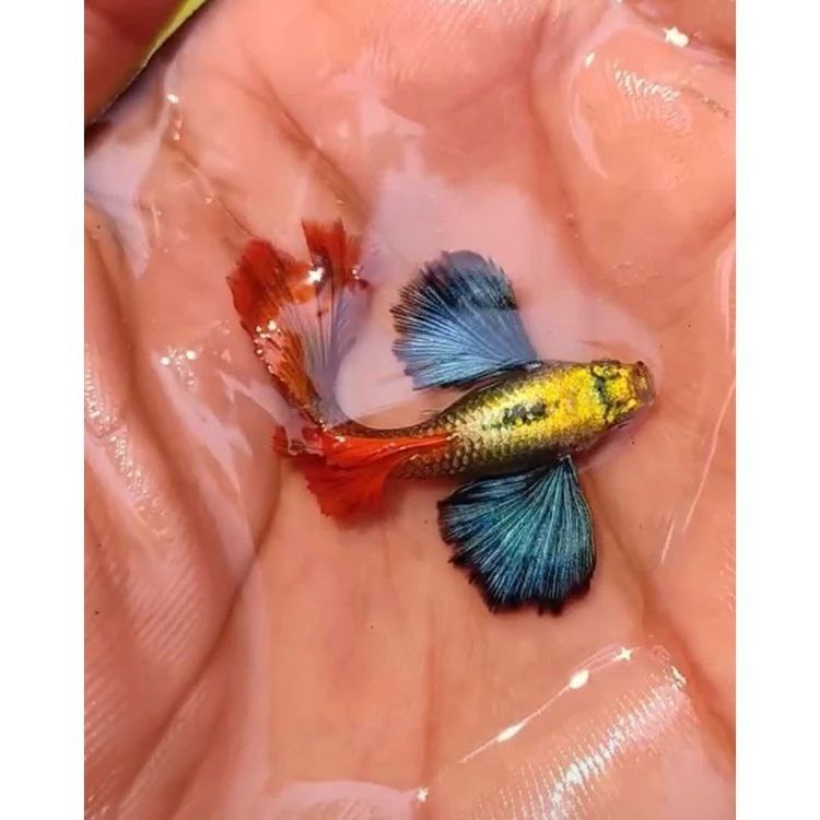 Guppy prtde grade (A+) original sirip besar jumbo, Guppy kupu-kupu real pict