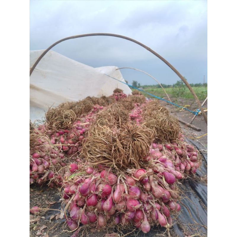 

bawang merah kering 500 gram