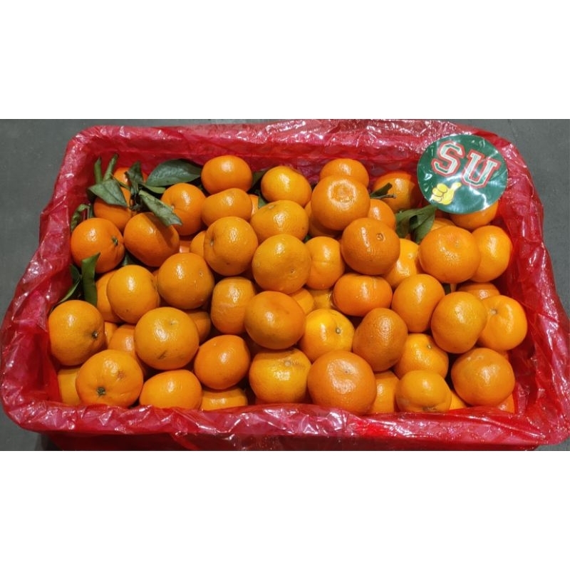 

JERUK CITRUS AFOURER 1 KG