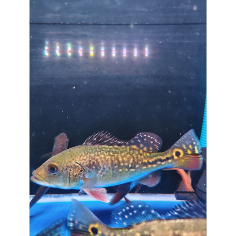 PBass Mono GM 18-20cm (Aksesoris Tank)