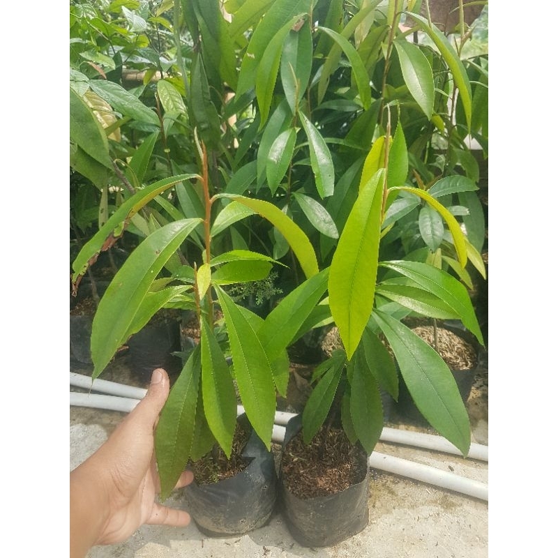 bibit ebony / kayu hitam/2 bibit